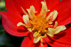 Dahlie - Preston Park_4.jpg